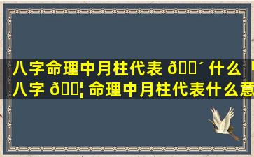 八字命理中月柱代表 🌴 什么「八字 🐦 命理中月柱代表什么意思」